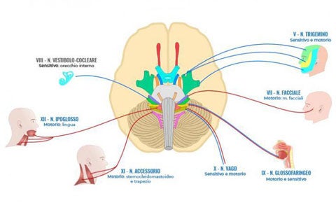 Deglutizione: controllo e funzione dei nervi cranici