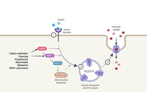 Supportare l'attivazione di AMPK per la salute metabolica – una guida pratica 